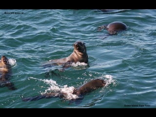 Brincam entre si… Agra, Índia Brincam entre si… Duiker Island, Cape Town 