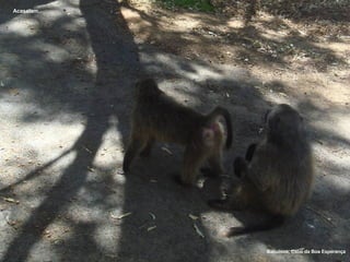 Acasalam… Babuínos, Cabo da Boa Esperança 