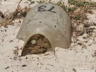 Ovo de Pinguim Boulders Beach, Cape Town Reproduzem-se… 