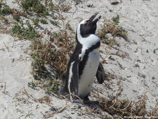 Boulder’s Beach, Cape Town 