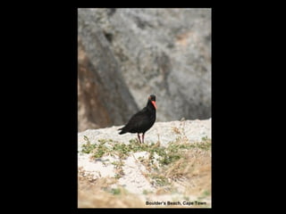Boulder’s Beach, Cape Town 