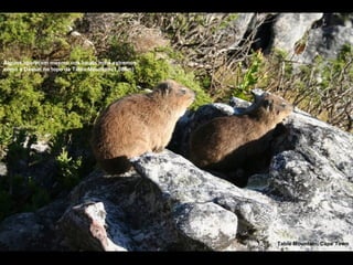 Alguns aparecem mesmo nos locais mais extremos como a Dassie no topo da Table Mountain(1,086m) ) Table Mountain, Cape Town 