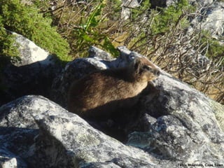 Table Mountain, Cape Town 