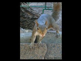 Cape Town, África do Sul Os esquilos que habitam os jardins Sul-africanos… 