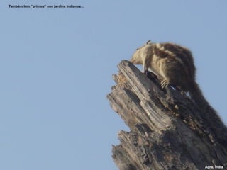 Também têm “primos” nos jardins Indianos… Agra, Índia 