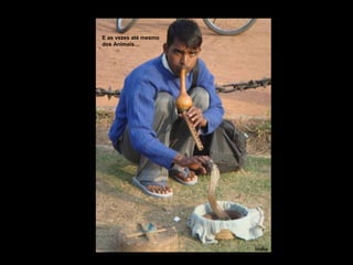 E as vezes até mesmo dos Animais… Índia 