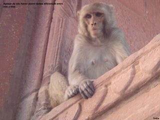 Apesar de não haver assim tantas diferenças entre nós e eles… Índia 