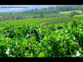 Stellenbosch,Cape Town   Na verdade, a Biosfera está cheia de interacções… 