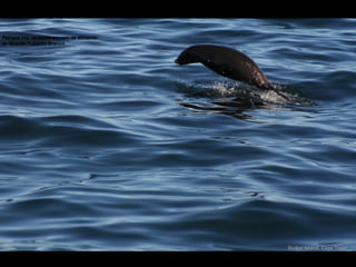 Duiker Island, Cape Town Por sua vez, as focas servem de alimento ao Grande Tubarão Branco. 