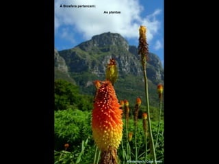 Kirstenboch, Cape Town À Biosfera pertencem: As plantas 