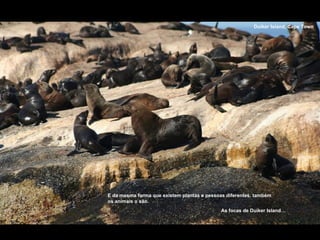 Duiker Island, Cape Town E da mesma forma que existem plantas e pessoas diferentes, também os animais o são. As focas de Duiker Island… 