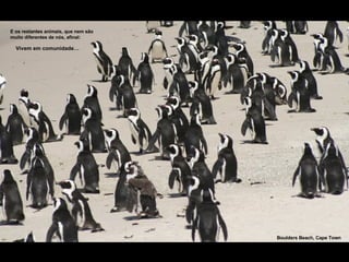 E os restantes animais, que nem são muito diferentes de nós, afinal:  Vivem em comunidade… Boulders Beach, Cape Town 