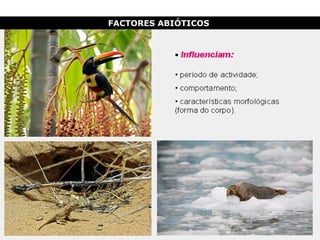 FACTORES ABIÓTICOS  