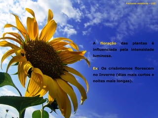 A  floração  das plantas é influenciada pela intensidade luminosa. Ex : Os crisântemos florescem no Inverno (dias mais curtos e noites mais longas). Factores abióticos - LUZ  
