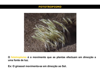 O  fototropismo  é o movimento que as plantas efectuam em direcção a uma fonte de luz. Ex: O girassol movimenta-se em direcção ao Sol. FOTOTROPISMO 