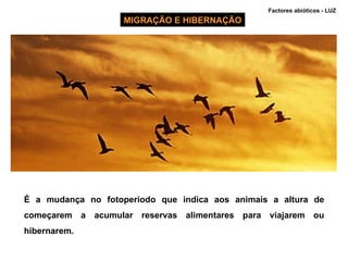 MIGRAÇÃO E HIBERNAÇÃO É a mudança no fotoperíodo que indica aos animais a altura de começarem a acumular reservas alimentares para viajarem ou hibernarem. Factores abióticos - LUZ  