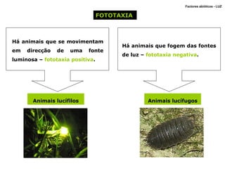 Factores abióticos - LUZ  FOTOTAXIA  Há animais que se movimentam em direcção de uma fonte luminosa –  fototaxia positiva . Há animais que fogem das fontes de luz –  fototaxia negativa . Animais lucífilos Animais lucífugos 