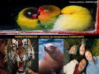 HOMEOTÉRMICOS – animais de temperatura CONSTANTE Factores abióticos - TEMPERATURA  
