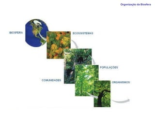 Organização da Biosfera  
