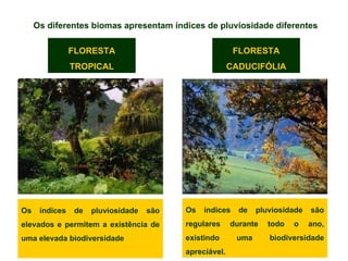 Os diferentes biomas apresentam índices de pluviosidade diferentes FLORESTA TROPICAL FLORESTA CADUCIFÓLIA Os índices de pluviosidade são elevados e permitem a existência de uma elevada biodiversidade Os índices de pluviosidade são regulares durante todo o ano, existindo uma biodiversidade apreciável. 