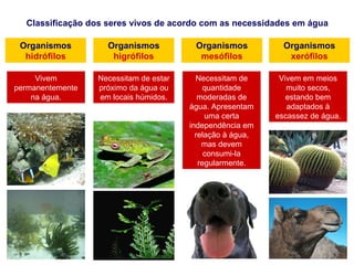 Classificação dos seres vivos de acordo com as necessidades em água Organismos  hidrófilos Organismos  higrófilos Organismos  mesófilos Organismos  xerófilos Vivem permanentemente na água. Necessitam de estar próximo da água ou em locais húmidos. Necessitam de quantidade moderadas de água. Apresentam uma certa independência em relação à água, mas devem consumi-la regularmente. Vivem em meios muito secos, estando bem adaptados à escassez de água. 