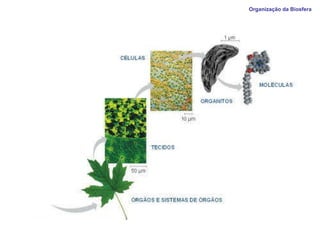 Organização da Biosfera  