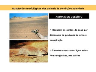 Adaptações morfológicas dos animais às condições humidade ANIMAIS DO DESERTO Reduzem as perdas de água por diminuição da produção de urina e  transpiração Camelos – armazenam água, sob a forma de gordura, nas bossas 