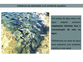 Influência da salinidade num ambiente aquático Os peixes de água doce e de água salgada possuem  adaptações distintas face à concentração de sais na água . Dificilmente um peixe de água doce sobrevive num ambiente marinho e vice versa. 