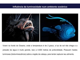 Influência da luminosidade num ambiente oceânico Vivem no fundo do Oceano, onde a temperatura é de 2 graus, a luz do sol não chega e a pressão da água é muito grande, isso a 4.000 metros de profundidade. Possuem hastes luminosas (bioluminescência) sobre a região da cabeça, para tentar capturar seu alimento.  
