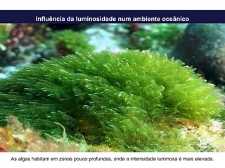 Influência da luminosidade num ambiente oceânico As algas habitam em zonas pouco profundas, onde a intensidade luminosa é mais elevada. 