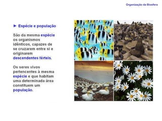 Organização da Biosfera  