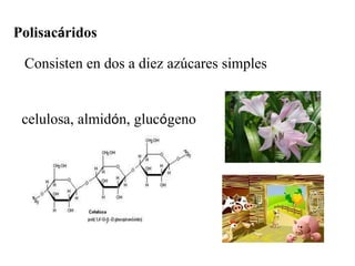 Polisacáridos <br />Consisten en dos a diez azúcares simples<br />celulosa, almidón, glucógeno<br />