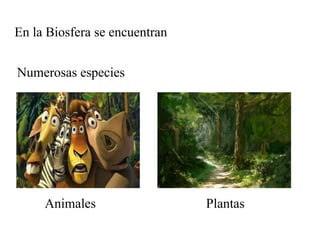 En la Biosfera se encuentran <br />Numerosas especies<br />Animales <br />Plantas<br />