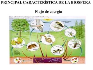 PRINCIPAL CARACTERÍSTICA DE LA BIOSFERA <br />Flujo de energía<br />