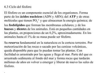 6.3 Ciclo del fósforo El fósforo es un componente esencial de los organismos. Forma parte de los  ácidos nucleicos  (ADN y ARN); del  ATP  y de otras moléculas que tienen PO 4 3-  y que almacenan la energía química; de los  fosfolípidos  que forman las membranas celulares; y de los  huesos  y  dientes  de los animales. Está en pequeñas cantidades en las plantas, en proporciones de un 0,2%, aproximadamente. En los animales hasta el 1% de su masa puede ser fósforo.  Su  reserva  fundamental en la naturaleza es la corteza terrestre. Por meteorización de las rocas o sacado por las cenizas volcánicas, queda disponible para que lo puedan tomar las plantas. Con facilidad es arrastrado por las aguas y llega al mar. Parte del que es arrastrado sedimenta al fondo del mar y forma rocas que tardarán millones de años en volver a emerger y liberar de nuevo las sales de fósforo.   . 