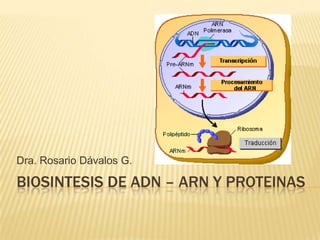 BIOSINTESIS DE ADN – ARN Y PROTEINAS
Dra. Rosario Dávalos G.
 