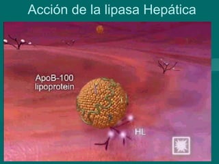 Acción de la lipasa Hepática 