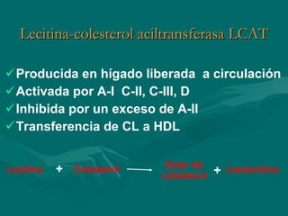 Lecitina-colesterol aciltransferasa LCAT Producida en hígado liberada  a circulación Activada por A-I  C-II, C-III, D  Inhibida por un exceso de A-II Transferencia de CL a HDL Lecitina Colesterol Ester de colesterol Lisolecitina + + 