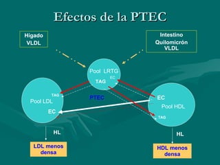 Efectos de la PTEC Pool  LRTG Pool LDL Pool HDL Hígado VLDL Intestino Quilomicrón VLDL TAG EC TAG  EC EC TAG PTEC LDL menos densa HDL menos densa HL HL 