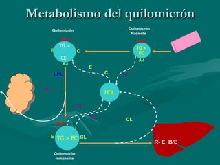 Metabolismo del quilomicrón TG >  EC B-48 A-I HDL CL C TG >  CE   B-48 A-I C E E TG > EC B-48 E CL TG CE CL TG LPL R- E  B/E Quilomicrón Naciente  Quilomicrón Quilomicrón remanente 