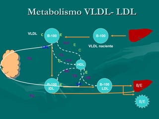 Metabolismo VLDL- LDL B-100 B-100 C E B-100 VLDL naciente VLDL B-100 E IDL LDL B/E HDL EC CL C E FLP TG LPL FLP B/E LH TG CE TG E C 