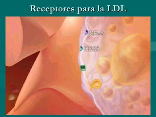 Receptores para la LDL 