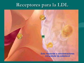 Receptores para la LDL Esto responde a concentraciones intracelular de colesterol 