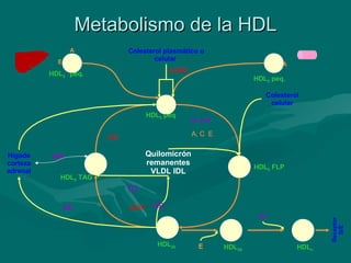 Metabolismo de la HDL HDL 3  peq. HDL 3  peq.  HDL 3  peq  LH TAG A  E A  Colesterol plasmático o celular  LCAT HDL 2  FLP HDL 2b   HDL 2  TAG Quilomicrón remanentes VLDL IDL CL FLP A, C  E Colesterol celular EC TG CETP Hígado corteza adrenal EC E EC HDL 2E   HDL c   Receptor B/E 