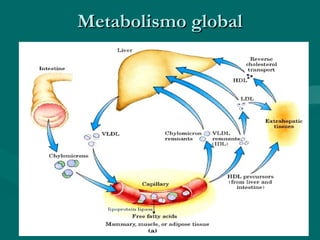 Metabolismo global 