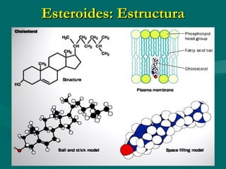 Esteroides: Estructura 