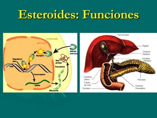 Esteroides: Funciones 