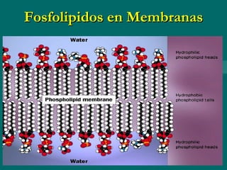Fosfolipidos en Membranas 