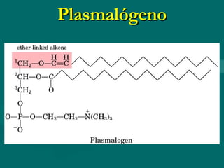 Plasmalógeno 