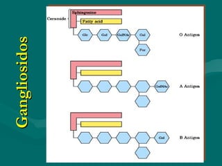 Gangliosidos 